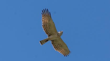 Short-toed Snake Eagle