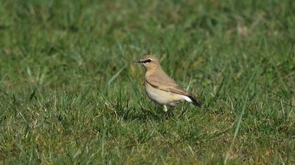 Isabelline Wheatear