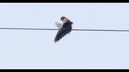 Black-winged Kite