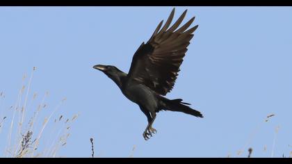 Northern Raven