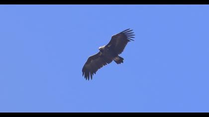 Cinereous Vulture