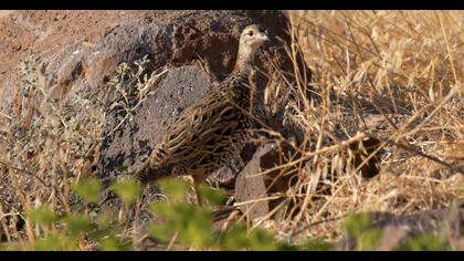 Black Francolin
