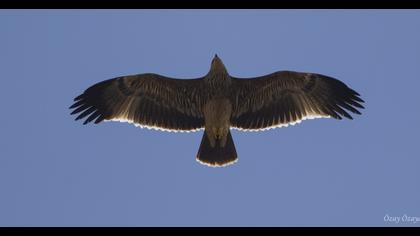 Eastern Imperial Eagle