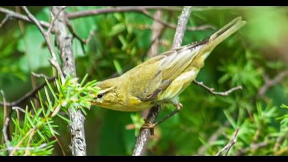 Willow Warbler