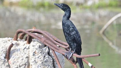 Pygmy Cormorant