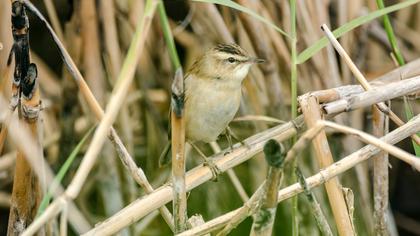 Sedge Warbler