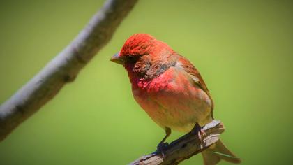Common Rosefinch