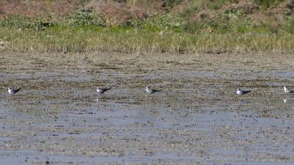 White-winged Tern