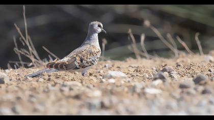 Namaqua Dove