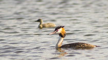 Great Crested Grebe