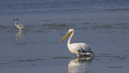 Great White Pelican