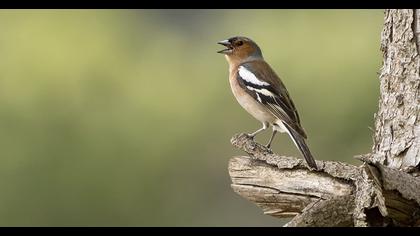 Common Chaffinch