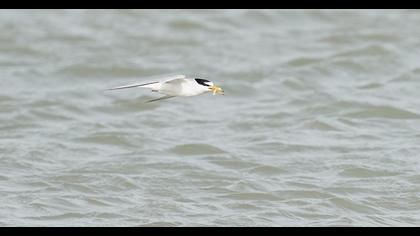 Little Tern