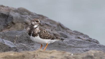 Ruddy Turnstone