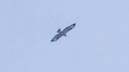 Rough-legged Buzzard