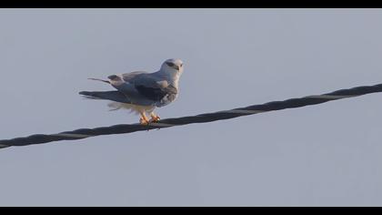 Black-winged Kite