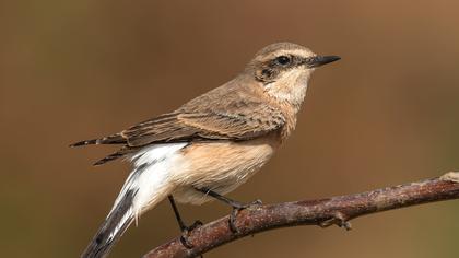 Black-eared Wheatear