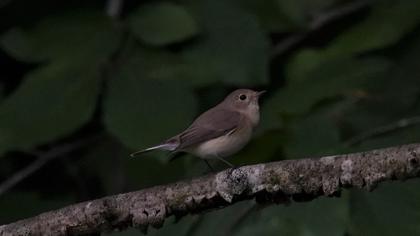 Red-breasted Flycatcher