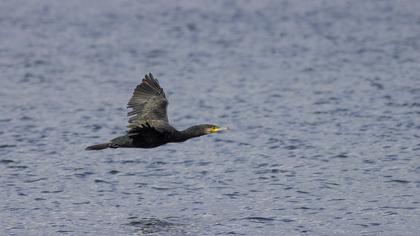 Great Cormorant