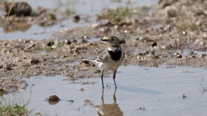 White Wagtail