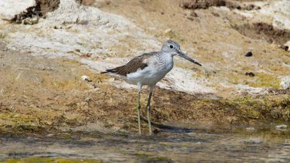 Common Greenshank