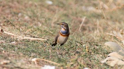 Bluethroat