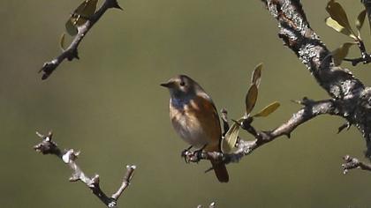 Common Redstart