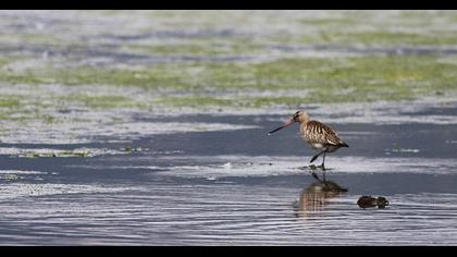 Bar-tailed Godwit