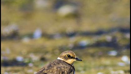 Little Ringed Plover