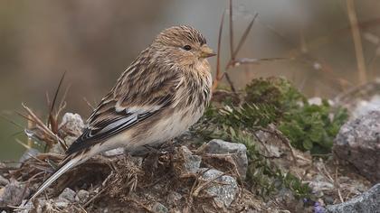 Twite