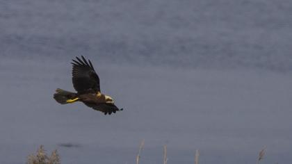 Western Marsh Harrier