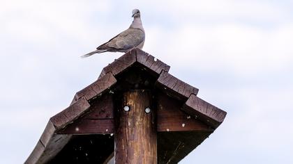 Eurasian Collared Dove