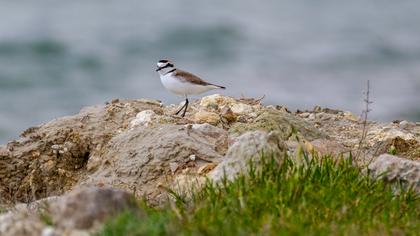 Kentish Plover