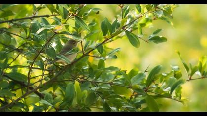 Common Chiffchaff