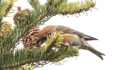 Red Crossbill