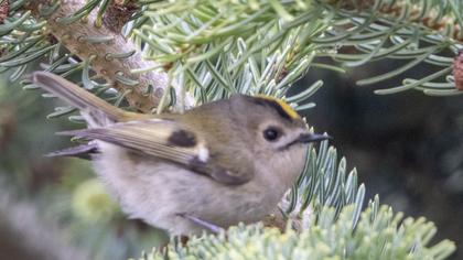 Goldcrest