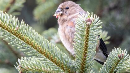 Eurasian Bullfinch