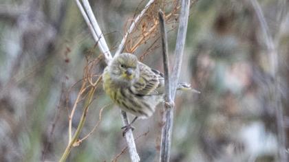 European Serin
