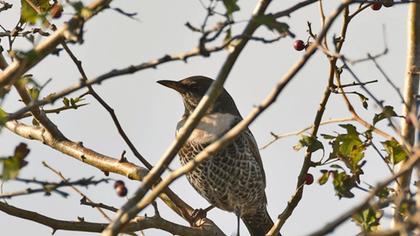 Ring Ouzel