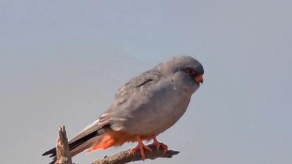 Red-footed Falcon