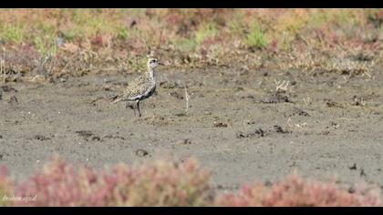 European Golden Plover