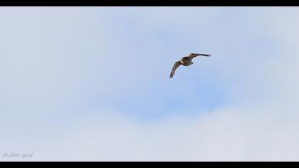 Eurasian Sparrowhawk