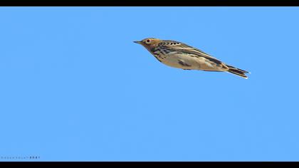 Red-throated Pipit