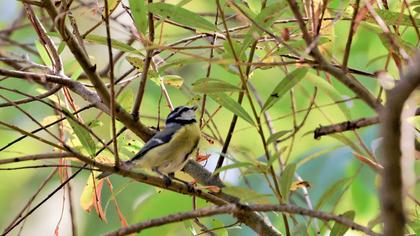 Eurasian Blue Tit