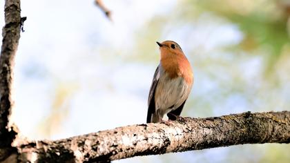 European Robin