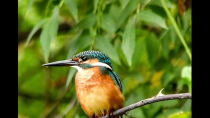 Common Kingfisher