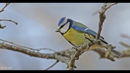 Eurasian Blue Tit
