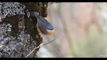 Eurasian Nuthatch