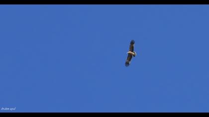 Eastern Imperial Eagle