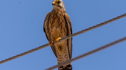Lesser Kestrel